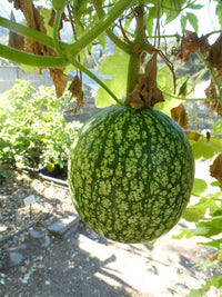 Green Cucurbita Pepo Ficifolia Seeds for Easy Planting