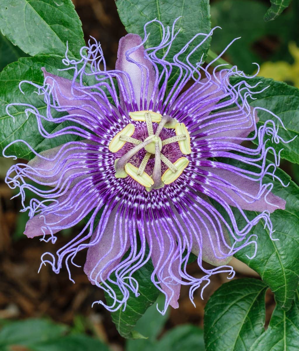 Purple Passiflora Incarnata Flower seeds for Planting - Fragrant Blossoms, Heirloom & GMO Free Seeds for Home Garden