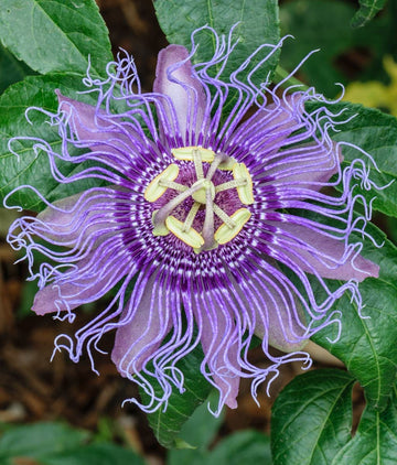 Purple Passiflora Incarnata Flower seeds for Planting - Fragrant Blossoms, Heirloom & GMO Free Seeds for Home Garden