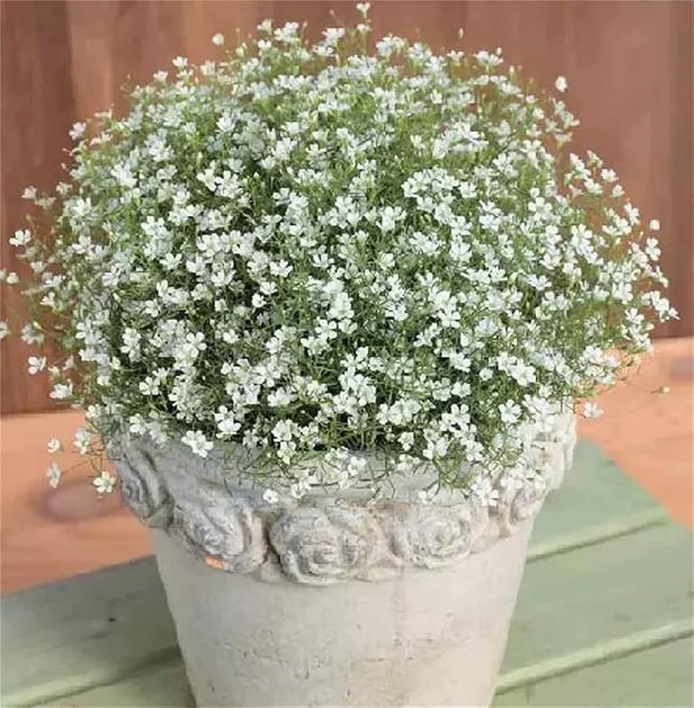 White Flower Seeds of Breath of the Creeping Child