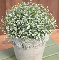White Flower Seeds of Breath of the Creeping Child
