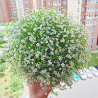White Gypsophila Repens Plant Seeds for Vibrant Garden Displays
