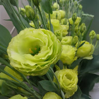 Light Green Lisianthus Flower seeds for Planting - Low Maintenance, Heirloom & GMO Free Seeds for Home Garden