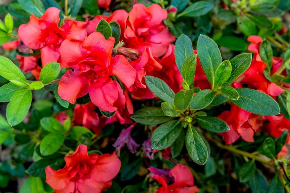 Dark Red Azalea Flower Seeds for Planting Pollinator Friendly Heirloom & GMO Free Seeds for Home Garden
 
 Sale