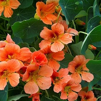 Peach Nasturtium Flower Seeds for Planting Perfect for Borders Heirloom & GMO Free Seeds for Home Garden
 
 Sale