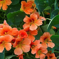 Peach Nasturtium Flower Seeds for Planting Perfect for Borders Heirloom & GMO Free Seeds for Home Garden
 
 Sale