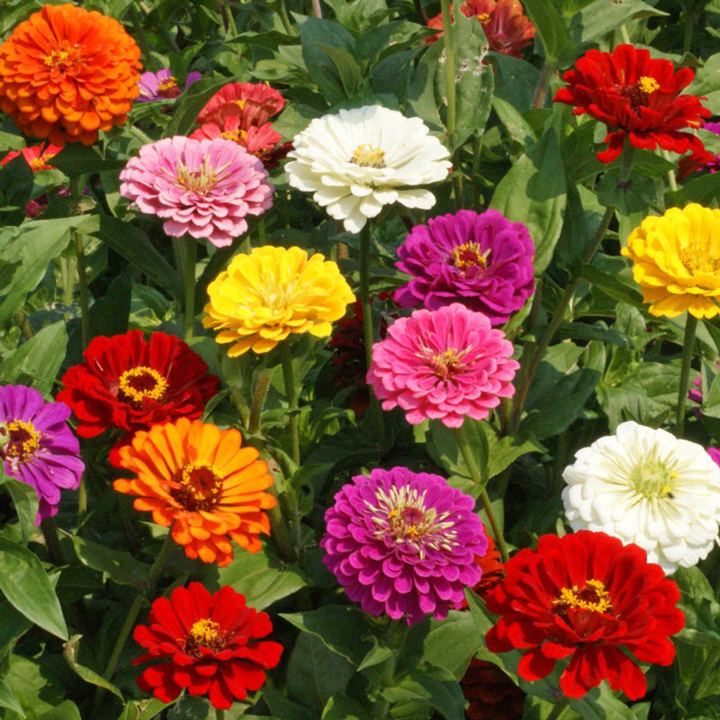 California Giant Zinnia (Zinnia Elegans) Seeds for Giant Colorful Blooms