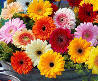 Mixed Gerbera Flower seeds for Planting - Compact Growth, Heirloom & GMO Free Seeds for Home Garden