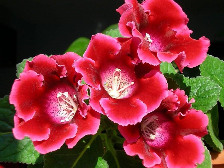 Red Gloxinia Sinningia Flower Seeds for Planting Easy to Grow Heirloom & GMO Free Seeds for Home Garden
 
 Sale