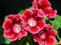 Red Gloxinia Sinningia Flower Seeds for Planting Easy to Grow Heirloom & GMO Free Seeds for Home Garden
 
 Sale
