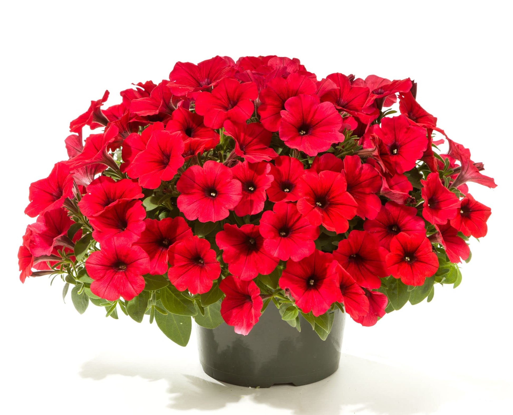 Red Petunia Petals Flower Planting Seeds for Lush and Colorful Gardens