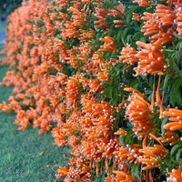 Orange Clematis Flower seeds for Planting Colorful Display Heirloom & GMO Free Seeds for Home Garden 
 
 Sale