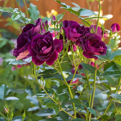 Burgundy Rose Flower Seeds for Planting Low Maintenance Heirloom & GMO Free Seeds for Home Garden
 
 Sale