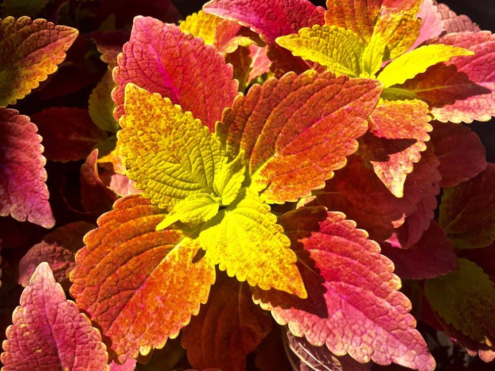 Coleus Wizard Sunset Seeds for Planting flower bed garden