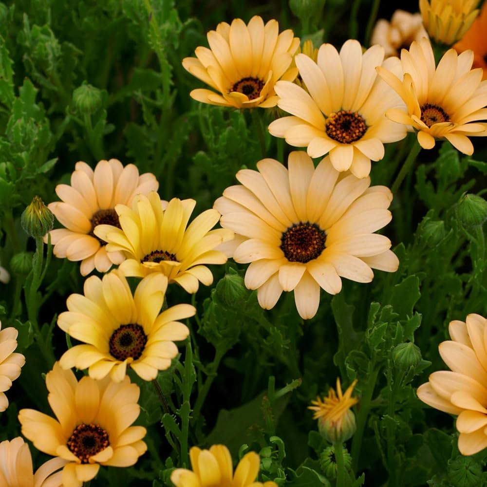 Dimorphotheca Flower seeds for Planting - Bright Blooms, Heirloom & GMO Free Seeds for Home Garden