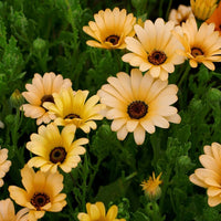Dimorphotheca Flower seeds for Planting - Bright Blooms, Heirloom & GMO Free Seeds for Home Garden
