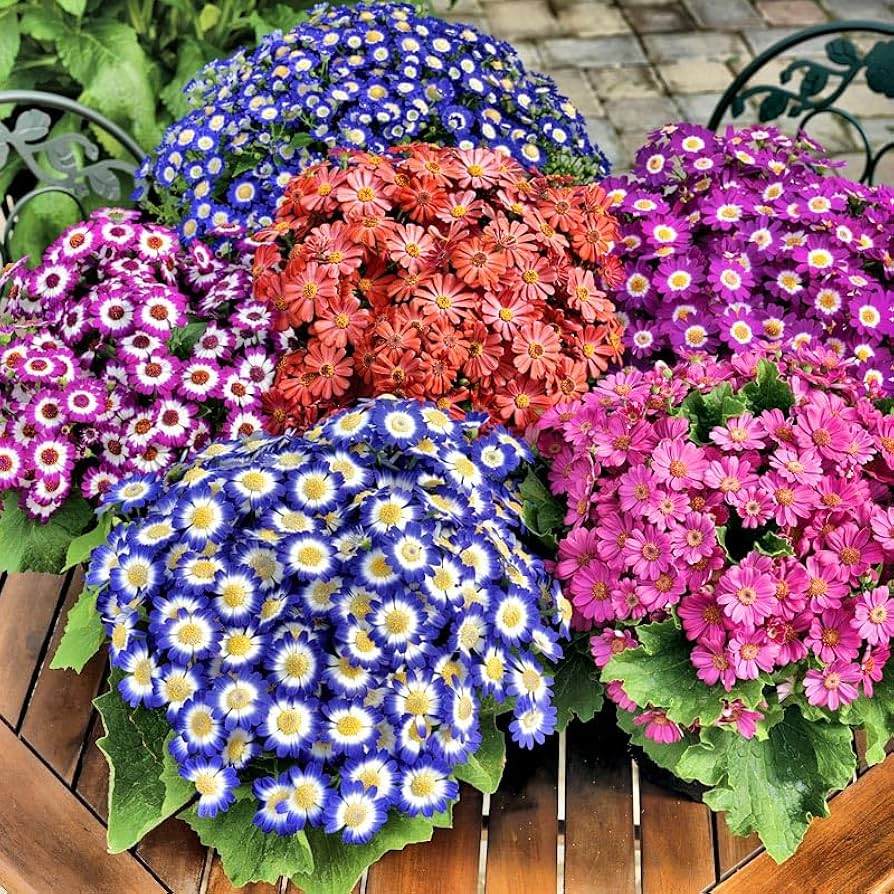 Cineraria Flower seeds for Planting Cut Flower Favorite Heirloom & GMO Free Seeds for Home Garden