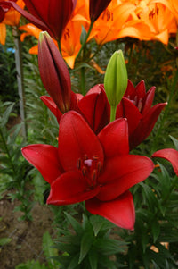 Red Lilium Flower Seeds for Planting Perfect for Borders Heirloom & GMO Free Seeds for Home Garden
 
 Sale