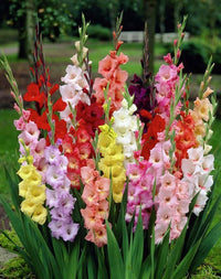 Gladiolus Flower seeds for Planting Drought Tolerant Heirloom & GMO Free Seeds for Home Garden 
 
 Sale