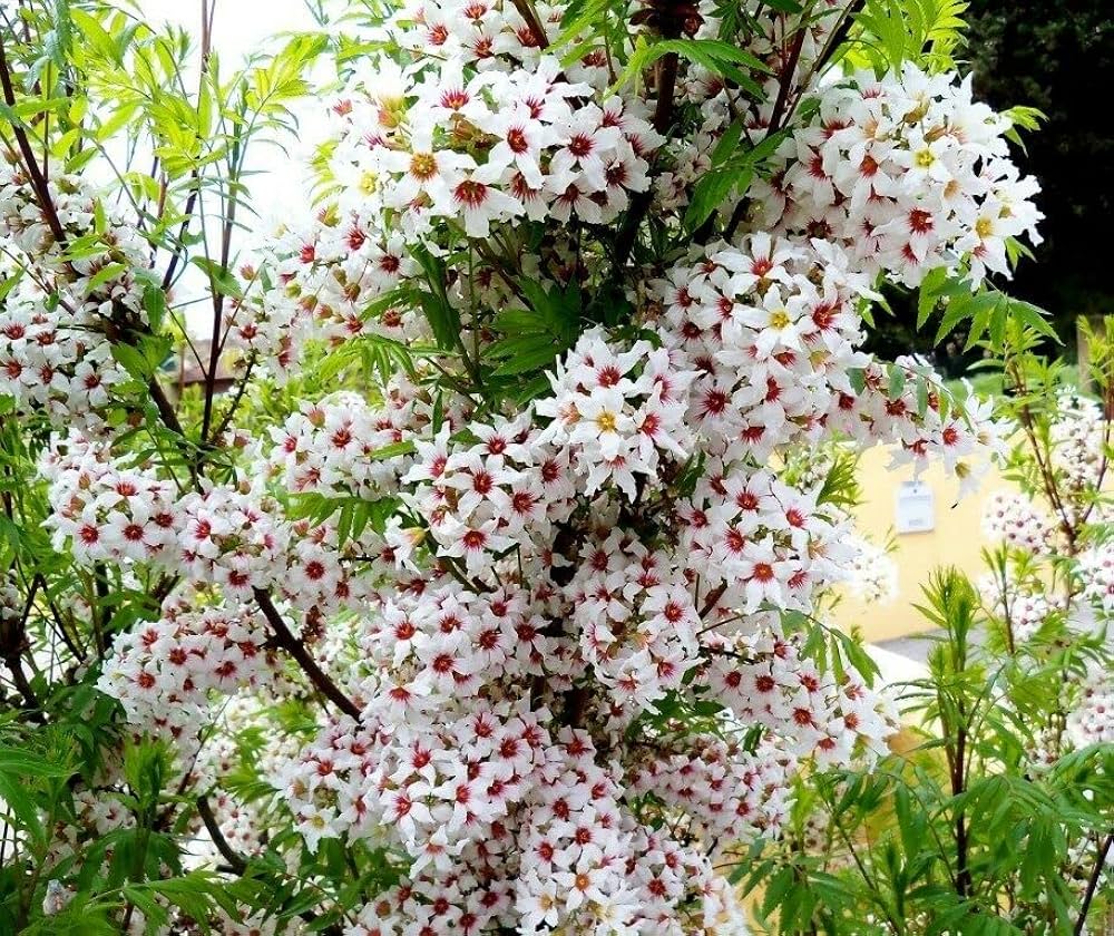 Xanthoceras Sorbifolium Flower seeds for Planting Cut Flower Favorite Heirloom & GMO Free Seeds for Home Garden