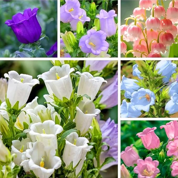 Campanula Canterbury Double White Bell Seeds for Graceful White Flowers