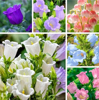 Campanula Canterbury Double White Bell Seeds for Graceful White Flowers