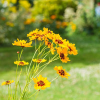 Hoch Coreopsis Seeds – Native Wildflower for Drought-Tolerant Meadows