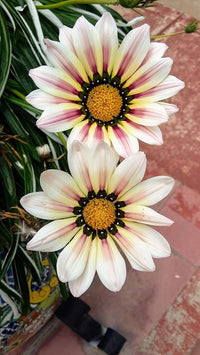 Cream Pink Gazania Flower Seeds for Planting Drought Tolerant Heirloom & GMO Free Seeds for Home Garden
 
 Sale