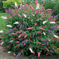 Buddleia Trikolore Flower seeds for Planting Premium Quality Heirloom & GMO Free Seeds for Home Garden 
 
 Sale