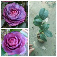 Purple & Pink Camellia Flower seeds for Planting - Wildflower Mix, Heirloom & GMO Free Seeds for Home Garden