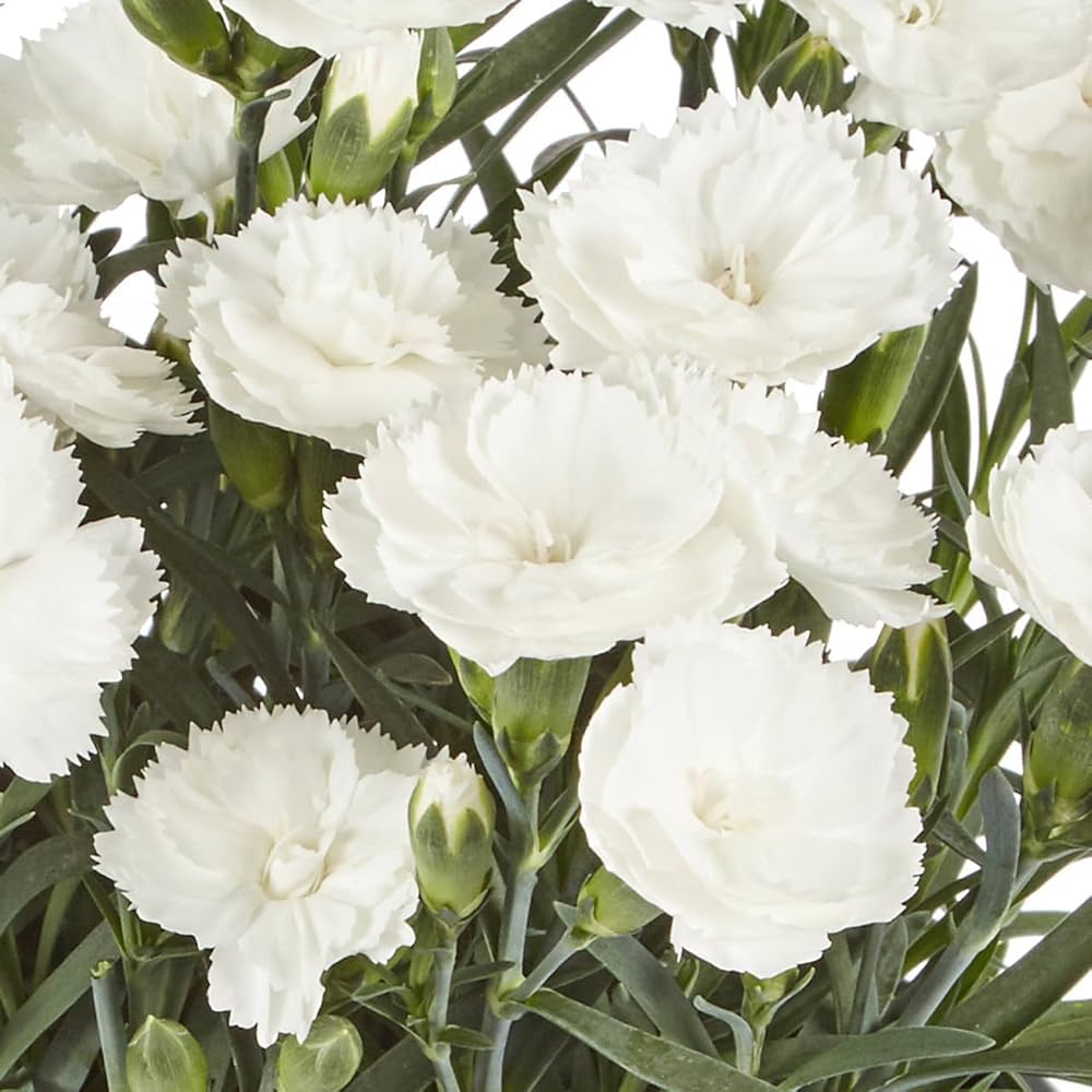 Carnation Dianthus Flower seeds for Planting, Cottage Garden Essential Heirloom & GMO Free Seeds for Home Garden