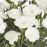 Carnation Dianthus Flower seeds for Planting, Cottage Garden Essential Heirloom & GMO Free Seeds for Home Garden