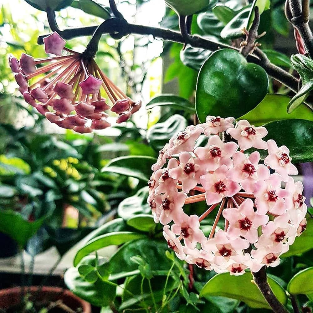 Hoya Kerrii Flower seeds for Planting Drought Tolerant Heirloom & GMO Free Seeds for Home Garden