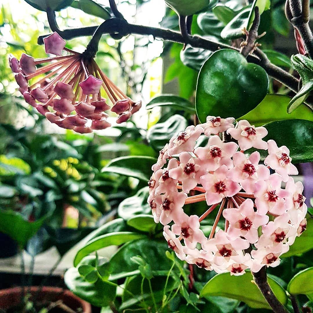 Light Red Hoya Flower Seeds for Planting Seasonal Bloomer Heirloom & GMO Free Seeds for Home Garden
 
 Sale