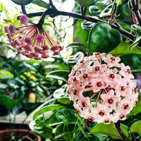 Light Red Hoya Flower Seeds for Planting Seasonal Bloomer Heirloom & GMO Free Seeds for Home Garden
 
 Sale