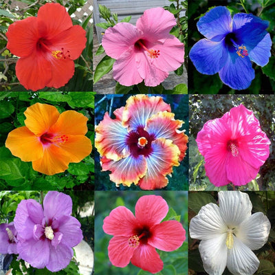 100 Pcs