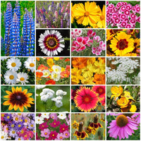 Mixed Four Seasons Flower seeds for Planting Pollinator Friendly Heirloom & GMO Free Seeds for Home Garden 
 
 Sale