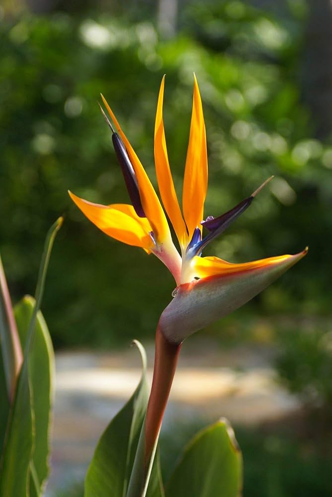 Strelitzia Flower seeds for Planting Drought Tolerant Heirloom & GMO Free Seeds for Home Garden 
 
 Sale