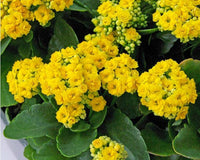 Yellow Kalanchoe Flower seeds for Planting Hardy Variety Heirloom & GMO Free Seeds for Home Garden
 
 Sale