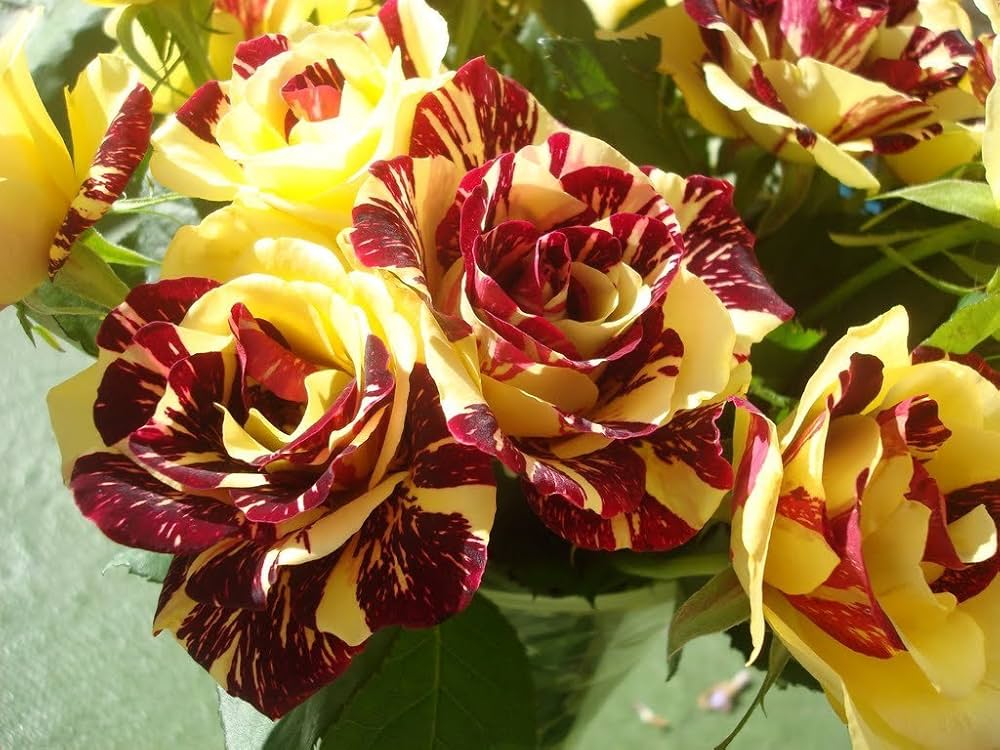 Marron Cream Rose Flower seeds for Planting Cut Flower Favorite Heirloom & GMO Free Seeds for Home Garden 
 
 Sale