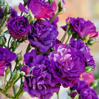 Climbing Rose Flower seeds for Planting - Pollinator Friendly, Heirloom & GMO Free Seeds for Home Garden