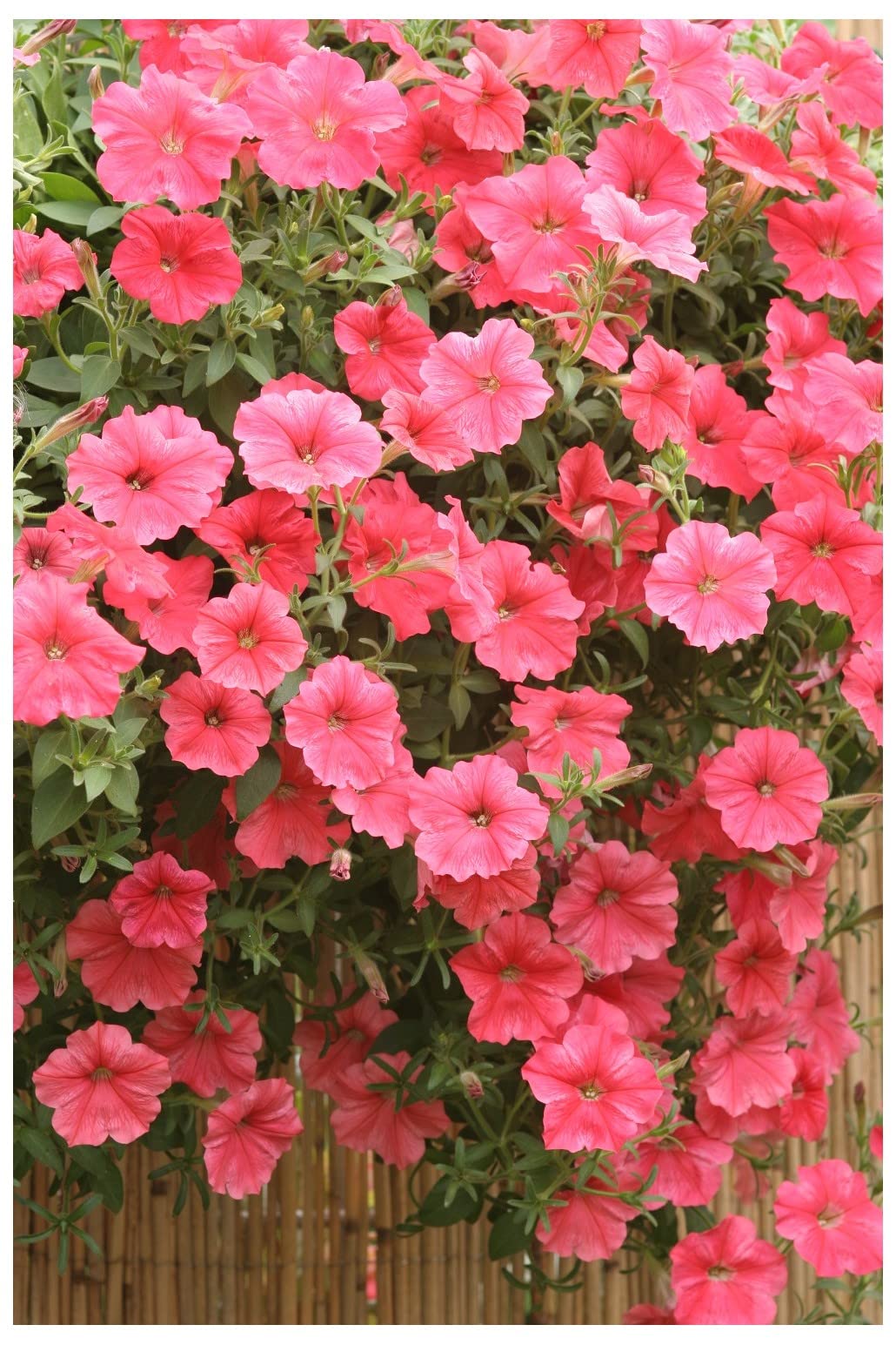 Tritunia Salmon Geäderte Petunia Seeds for Vibrant Garden Displays