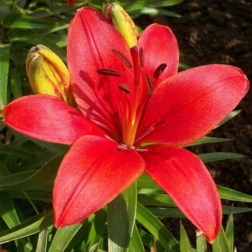 Dark Red Lilium Flower Seeds for Planting Wildflower Mix Heirloom & GMO Free Seeds for Home Garden
 
 Sale