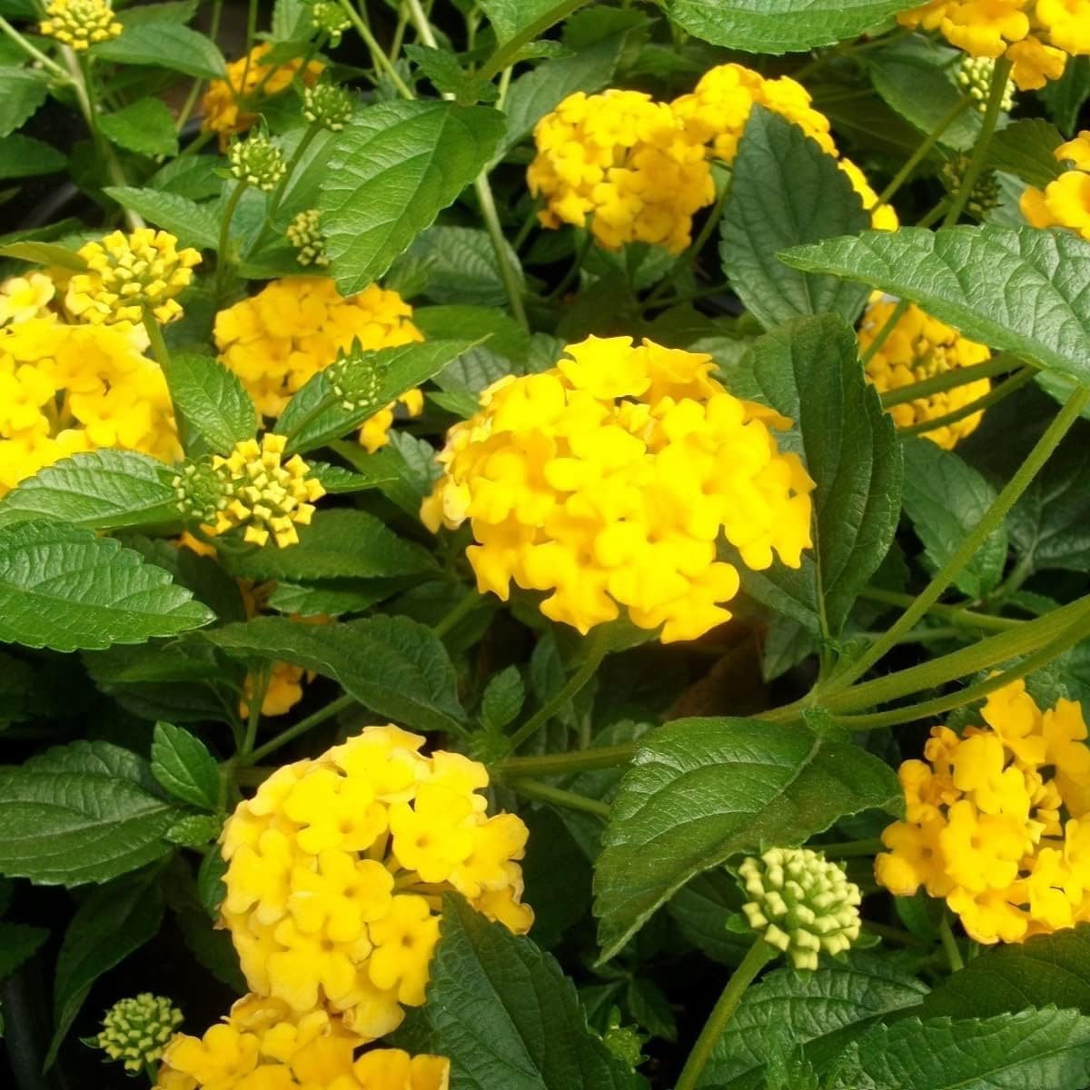 Light Yellow Lantana Flower seeds for Planting Garden Favorite Heirloom & GMO Free Seeds for Home Garden