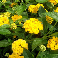 Light Yellow Lantana Flower seeds for Planting Garden Favorite Heirloom & GMO Free Seeds for Home Garden