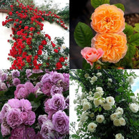 Mixed Climbing Perennial Rose Flower Seeds for Planting – Fragrant Blossoms Heirloom & NonGMO Seeds for Home Garden
 
 Sale