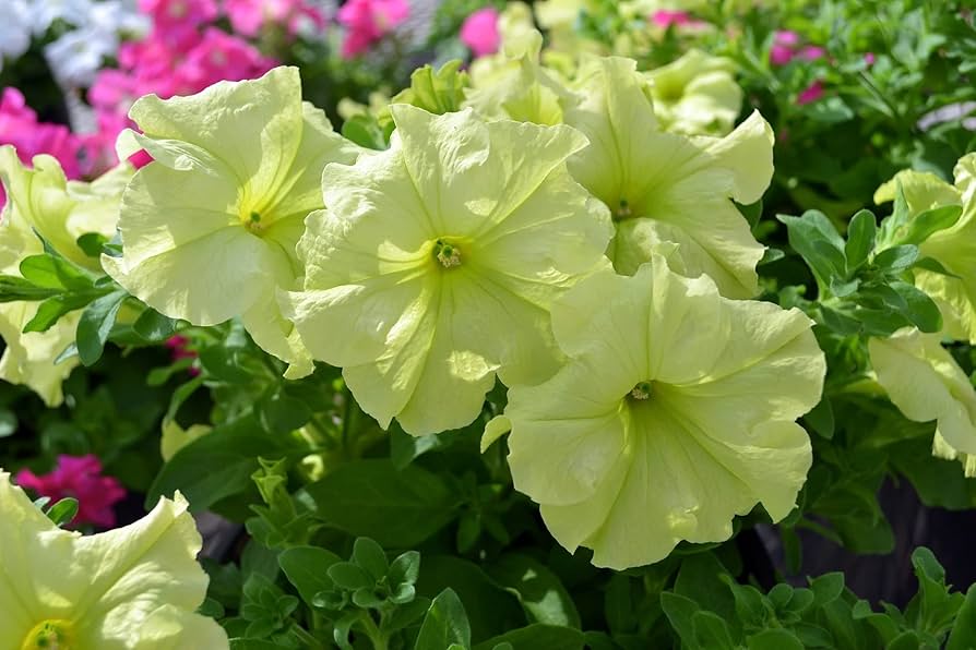 Blue Lime Green Petunia Flower seeds for Planting - Low Maintenance, Heirloom & GMO Free Seeds for Home Garden