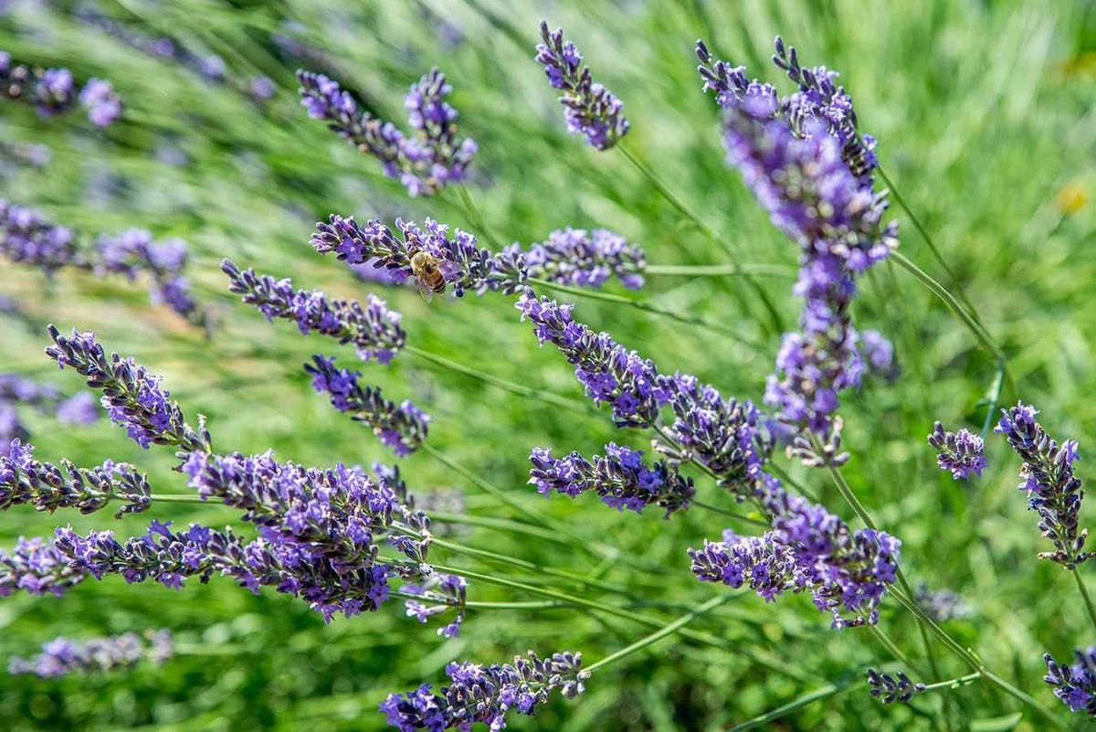 Lavender Blue Flower seeds for Planting - Vibrant Colors, Heirloom & GMO Free Seeds for Home Garden
 
 Sale seeds for planting in home garden