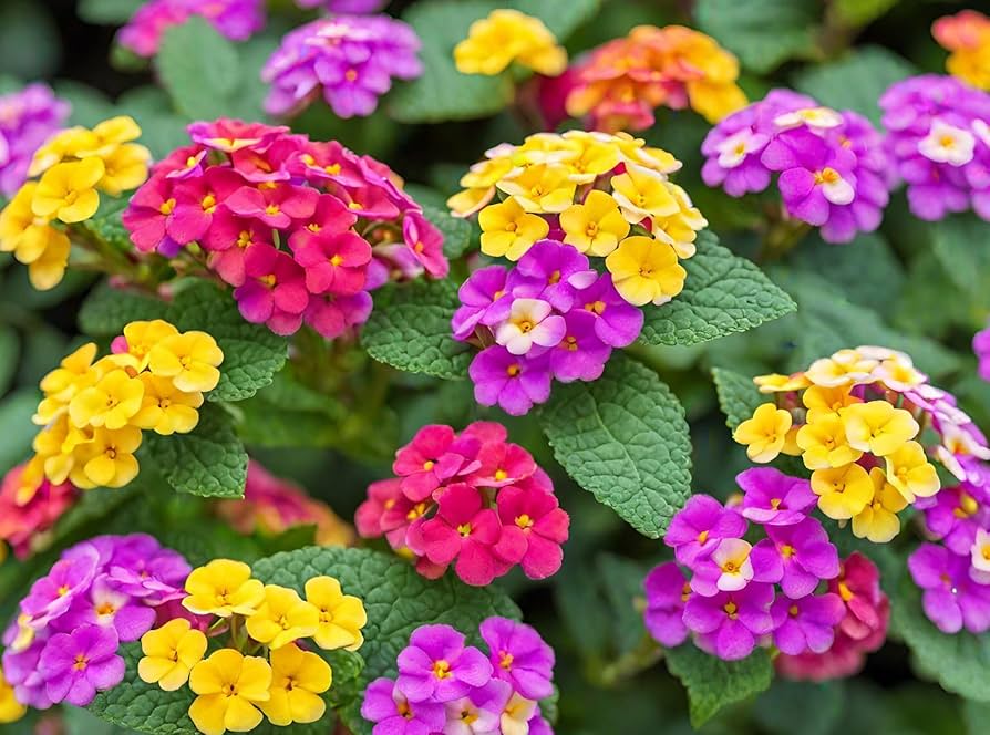 Lantana Flower seeds for Planting Wildflower Mix Heirloom & GMO Free Seeds for Home Garden