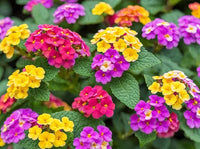 Lantana Flower seeds for Planting Wildflower Mix Heirloom & GMO Free Seeds for Home Garden
